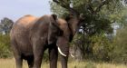 Africa Live: Elephants trample poacher to death in SA park