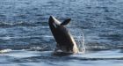 Mystery of the deep: Behaviour of J pod orcas confounds researchers