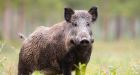 Invasive wild pigs spotted in national park for first time at Alberta’s Elk Island