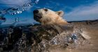 Stunning polar bear, bird portraits earn Canadians Wildlife Photographer of the Year awards