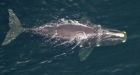 New population estimate for right whales at its lowest in 20 years