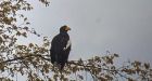 Birdwatchers spellbound by Steller’s sea eagle sighting in Atlantic Canada