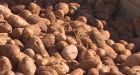 P.E.I. vows to fight federal decision to halt potato exports to U.S. over potato wart fungus