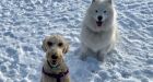 Dog finds his best fur-friend after 12 hours on major highway