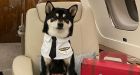 Departing Hong Kong residents fly their pets out of city on private jets