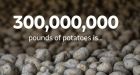 Here's how many P.E.I. potatoes will be destroyed because the U.S. border is closed