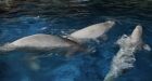 U.S. aquarium says 2nd beluga whale transferred from Marineland has died