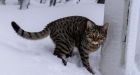 Free-roaming felines are causing problems in Iceland. Some towns are considering a cat curfew