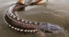 Scientists investigating deaths of giant sturgeon in B.C.’s Nechako River