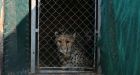 Cheetahs make a comeback in India after 70 years