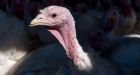 Bird flu: 50 million birds die in record US outbreak