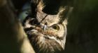 4 B.C. ski trails temporarily closed after owl attacks skiers