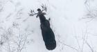 Extraordinary moment with moose caught on camera