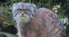 Rare wildcat detected for the first time on Mount Everest