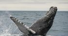 Whaling: Iceland suspends annual whale hunt