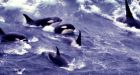 How Young Killer Whales Became Hooligans