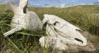 150 Sable Island wild horses died last winter, Parks Canada reports