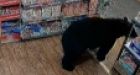 Bear takes gummy bears from B.C. store