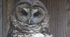 Judge questions delay in protection for endangered B.C. owl