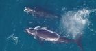 North Atlantic right whale population has steadied, scientists say