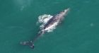 Rare gray whale, extinct in the Atlantic for 200 years, spotted near Nantucket