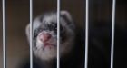 Bird flu virus from Texas human case kills 100% of ferrets in CDC study