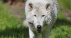 Wolves attack and seriously injure woman who went jogging in French zoo