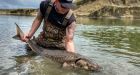 Sturgeon endure in Alberta, but the future of these river 'monsters' is now uncertain