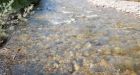 Dead fish in creek near Eagle mine likely killed by cyanide, Yukon officials say