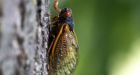 Explosion of cicada-eating mites has the state of Illinois scratching