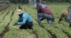 UN report on Canada's temporary foreign workers details the many ways they've been abused