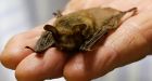 When bats were wiped out, more human babies died, a study found. Here's why