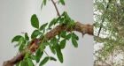 Medicinal tree successfully grown from 1,000-year-old seed found in cave