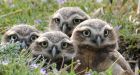 Grassland birds in crisis on the Canadian Prairies, conservationists warn