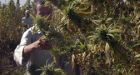 Afghanistan pot cultivation soars 40 per cent