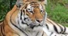 Tiger attack prompts review at Canadian zoos