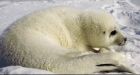 Annual seal hunt begins off East Coast amid tension on ice floes