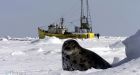 Tragedy switches seal hunt focus from saving seals to hunter safety