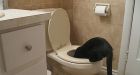 Toilet training cat was a crappy idea