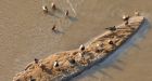 Only five out of 500 ducks survive tailings pond disaster