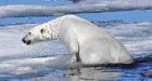 Polar bear status a political hot topic