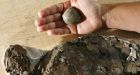 Researchers discover fossilized pregnant turtle