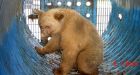 Rare white bear visits B.C. Interior town