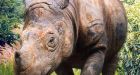 Single male rhino, 20, seeks mate to save species