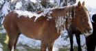 B.C.'s stranded horses need new home