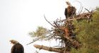 N.B.'s endangered bald eagle population taking flight