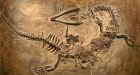 Chinese scientists claim discovery of earth's largest dinosaur fossil site