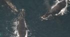 U.S. researchers find wintering ground for rare right whales