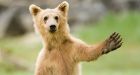 Bear breaks into home, eats chocolates