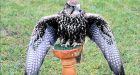 Birds of prey keep airfield safe